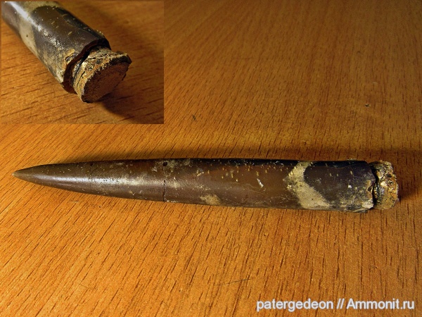 белемниты, келловей, фрагмоконы, Holcobeloides beaumontianus, Callovian, Middle Jurassic, belemnites, phragmocones