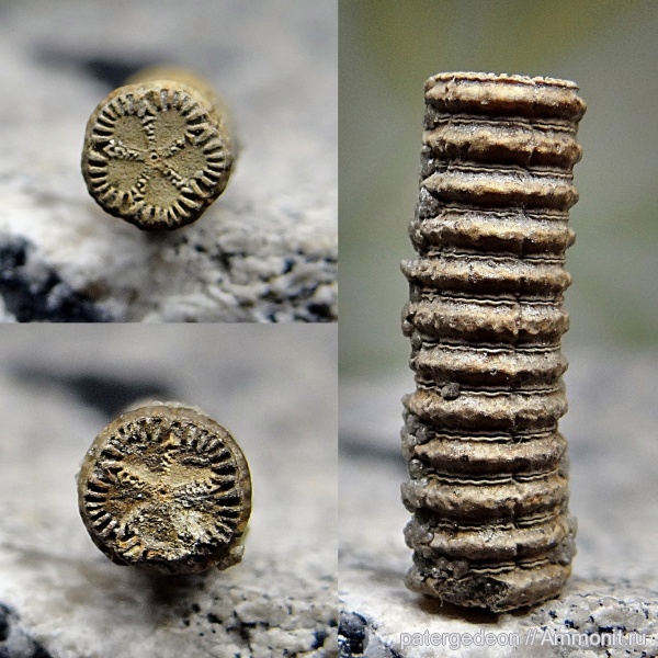 морские лилии, келловей, Pentacrinus, Callovian, Middle Jurassic