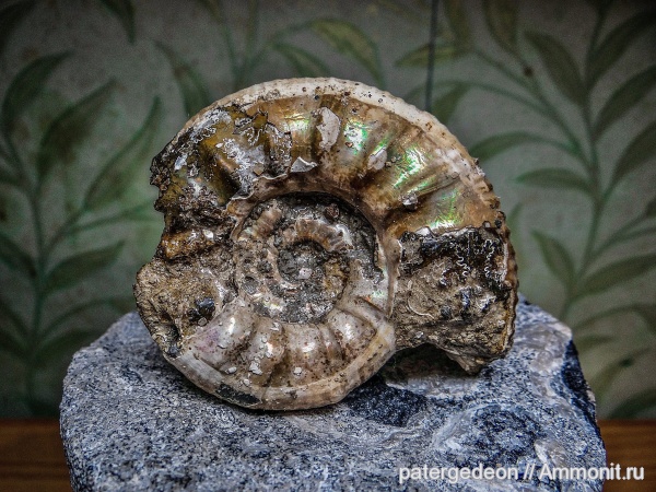 аммониты, келловей, Ammonites, Grossouvria, Callovian, Middle Jurassic