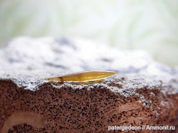 белемниты, Hibolites, келловей, Callovian, Middle Jurassic, belemnites