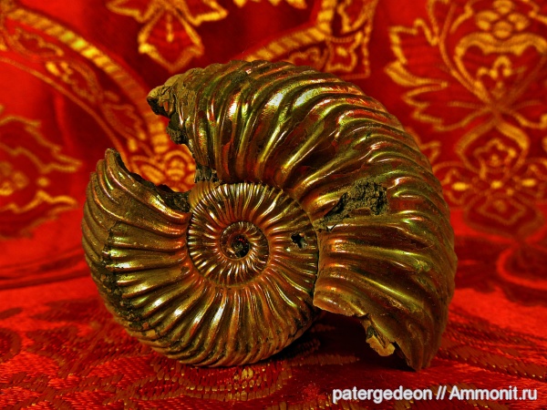 аммониты, келловей, Quenstedtoceras, Ammonites, Callovian, Middle Jurassic