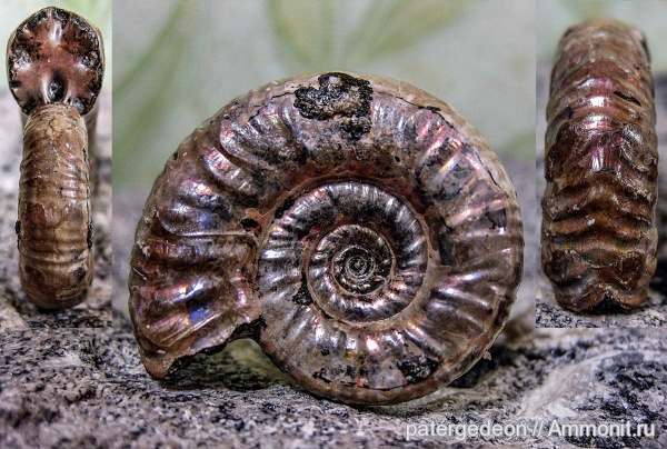 аммониты, келловей, Perisphinctidae, Ammonites, аммонителла, parabolae, Callovian, Middle Jurassic