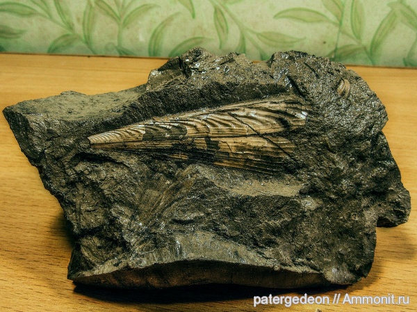 двустворчатые моллюски, келловей, Pinna, Callovian, Middle Jurassic