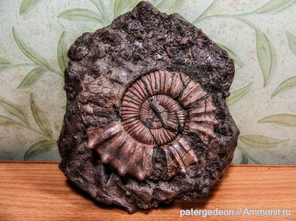 юрский период, макроконхи, Serpula, келловей, Peltoceras, Serpula limax, Macroconchs, Epizoans, Callovian, Middle Jurassic