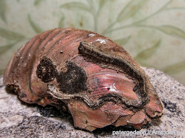 серпулы, Serpula, келловей, Quenstedtoceras, Serpulidae, Serpula limax, Epizoans, Callovian, Middle Jurassic