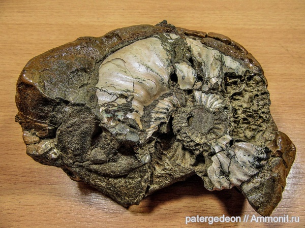 аммониты, апт, Ammonites, Aptian