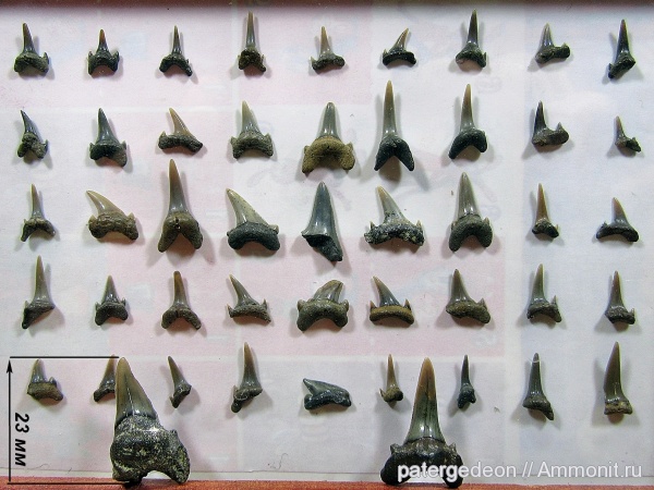 верхний мел, зубы акул, Пудовкино, shark teeth