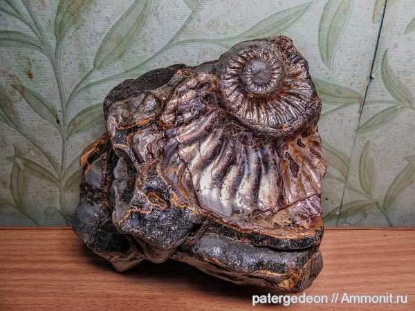 конкреции, Deshayesites, апт, Ammonites, Широкий Буерак, Aptian