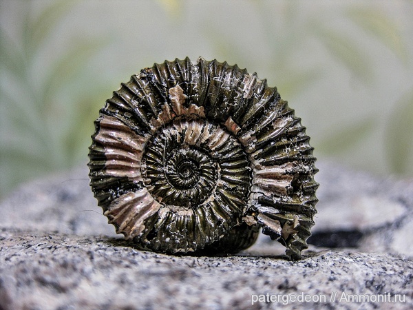 келловей, Peltoceras arduennense, Ammonites, Callovian