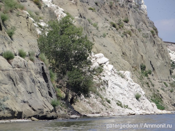 мел, Нижняя Банновка, belemnites