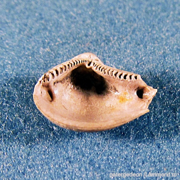 двустворки, келловей, muscle scars, отпечатки мускулов