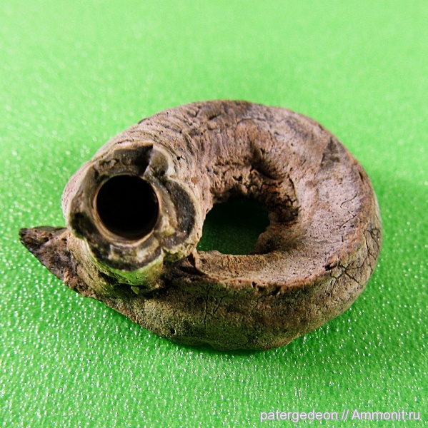 серпулы, верхний келловей, Serpulidae, Serpula limax, Callovian, Middle Jurassic