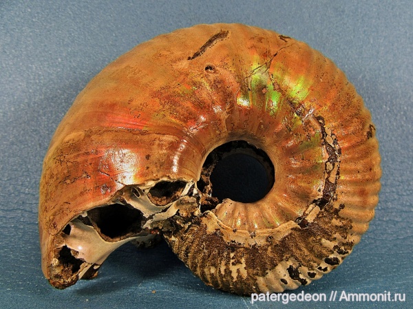 верхний келловей, Eboraciceras, Eboraciceras sutherlandiae, Callovian, Middle Jurassic