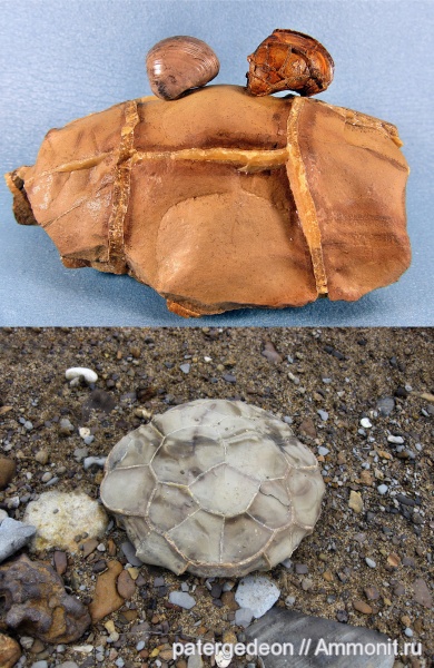 двустворчатые моллюски, конкреции, верхний келловей, Nucula, септарии