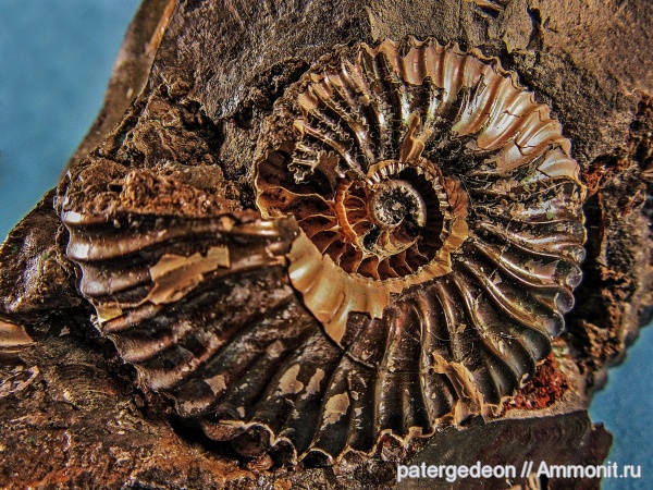 конкреции, Deshayesites, апт, Ammonites, Широкий Буерак, Aptian