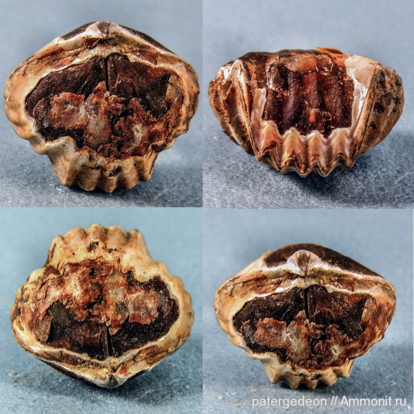 брахиоподы, юрский период, Rhynchonellida