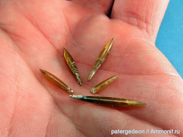 белемниты, Hibolites, Callovian, belemnites