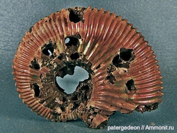 Kosmoceras, юрский период, келловей, верхний келловей, Ammonites, Callovian