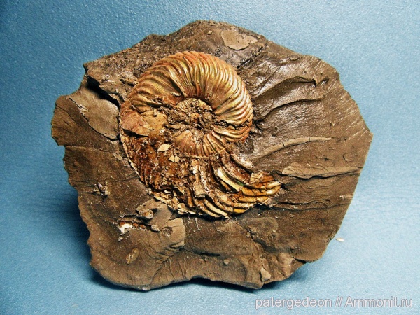 аммониты, келловей, Quenstedtoceras, Ammonites, Callovian, Middle Jurassic