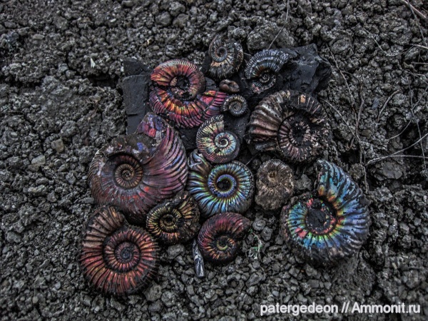 келловей, Callovian, Jurassic, Middle Jurassic