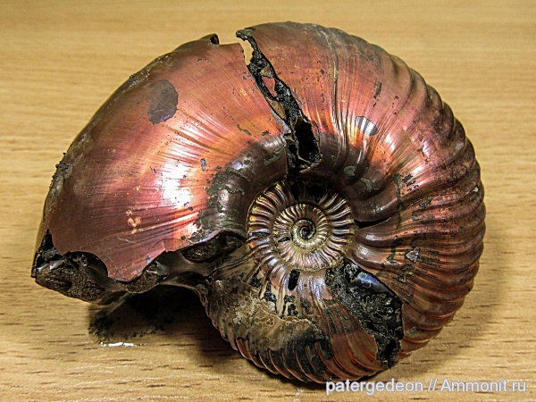 аммониты, юра, Quenstedtoceras, Ammonites, Quenstedtoceras henrici, Jurassic