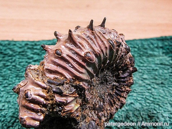 юра, Kosmoceras, келловей, верхний келловей, Kosmoceratidae, Kosmoceras spinosum, шипы, Callovian, Jurassic, Middle Jurassic