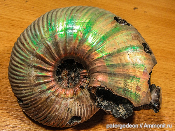 келловей, Quenstedtoceras, микроскульптура, Ammonites, Macroconchs, Callovian, Jurassic, Middle Jurassic