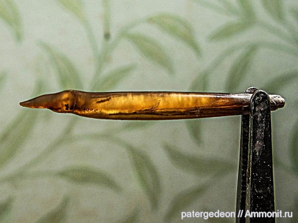 белемниты, Hibolites, прижизненные повреждения, Саратовская область, Hibolites shimanskyi, belemnites