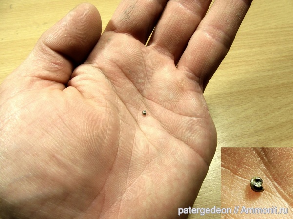 аммониты, юра, Quenstedtoceras, Quenstedtoceras lamberti, Jurassic