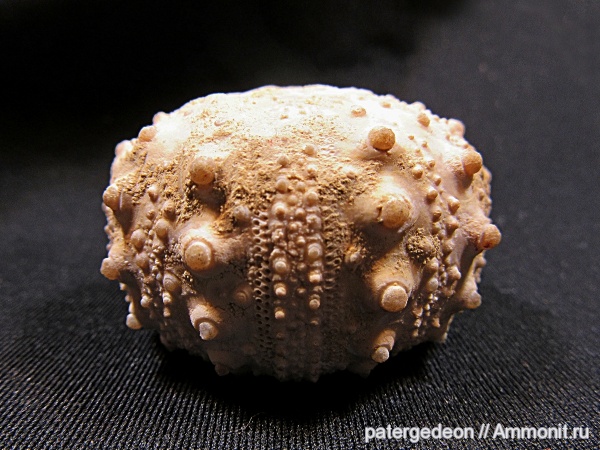 морские ежи, нижний мел, Goniopygus