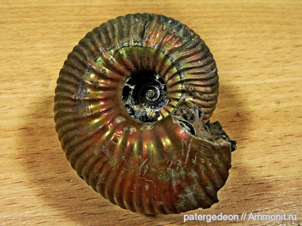 юра, келловей, Eboraciceras, Eboraciceras carinatum, Саратовская область, Ammonites, Jurassic