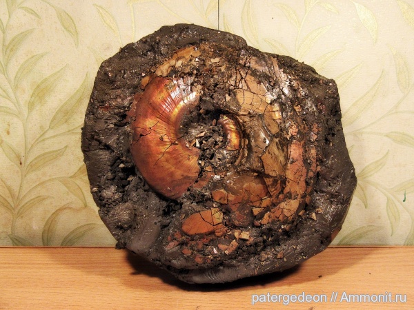 келловей, Quenstedtoceras, Ammonites, Macroconchs, Callovian, Jurassic, Middle Jurassic