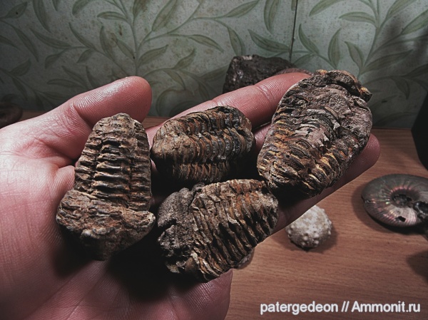 трилобиты, ордовик, верхний ордовик