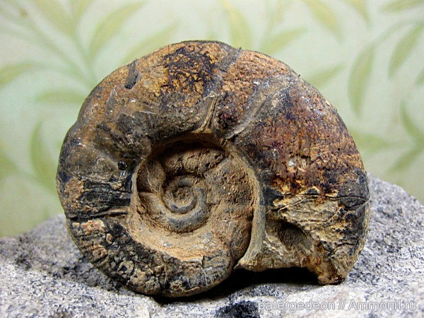 аммониты, Ammonites, Puzosia, Albian