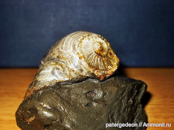 келловей, Gryphaea, Gryphaea dilatata, Callovian, Middle Jurassic, ксеноморфизм, xenomorphism