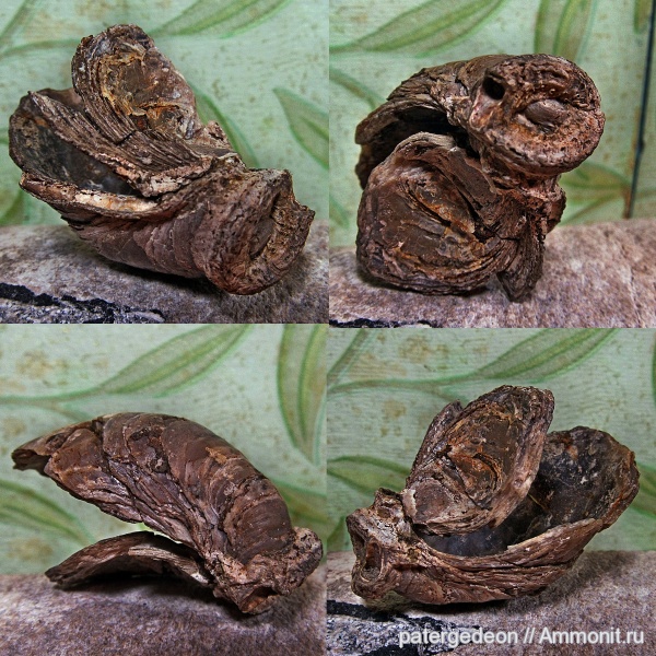 серпулы, келловей, Gryphaea dilatata, Serpula limax, Epizoans, Callovian