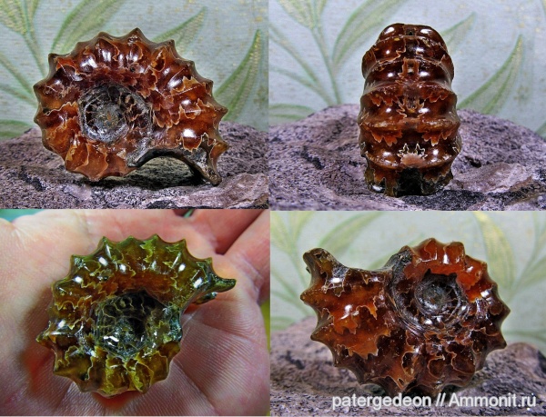 мел, альб, Douvilleiceras mammilatum, Ammonites