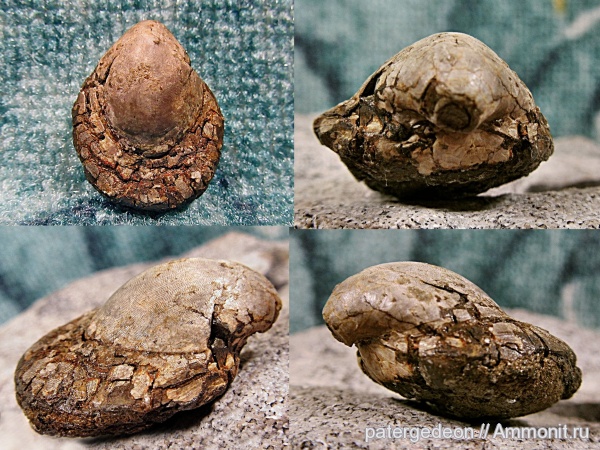 келловей, Callovian, Middle Jurassic