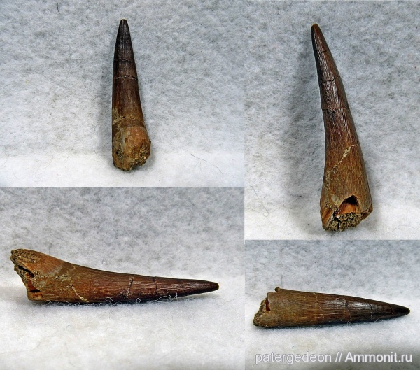 плезиозавры, Марокко, морские рептилии, маастрихт, зубы рептилий, Zarafasaura oceanis, Zarafasaura