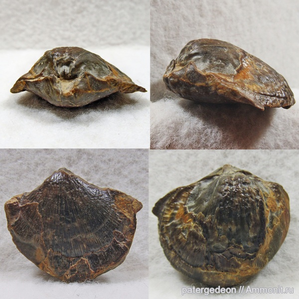 брахиоподы