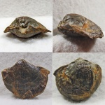 Брахиопода просит определения