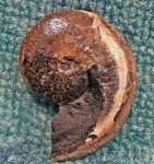 Aconeceras из конкреции