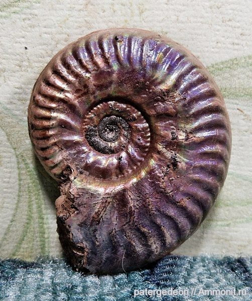 аммониты, юрский период, келловей, Putealiceras