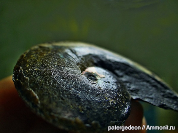 мел, апт, Aconeceras, Aconeceras trautscholdi, Sinzovia, Sinzovia trautscholdi, Aconeceratidae