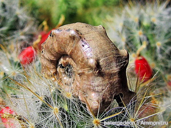 аммониты, юрский период, Euaspidoceras, келловей