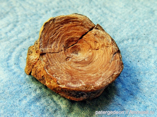 верхний мел, сеноман, Пудовкино, костные рыбы