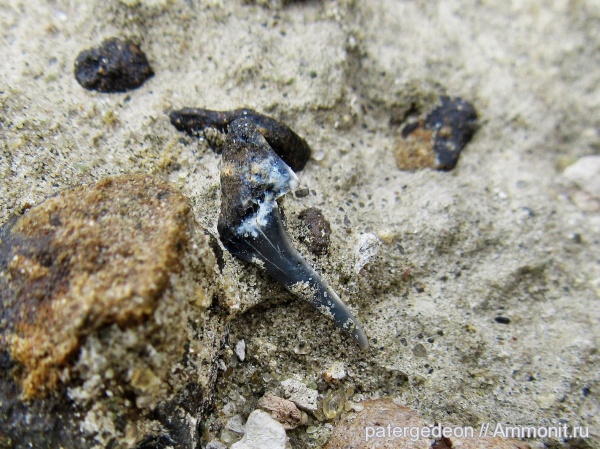 верхний мел, зубы акул, Пудовкино, shark teeth