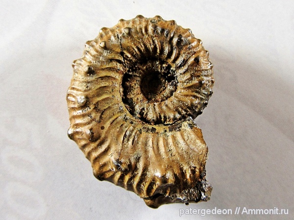 аммониты, Kosmoceras, верхний келловей, Ammonites, Kosmoceras annulatum, Малиновый овраг