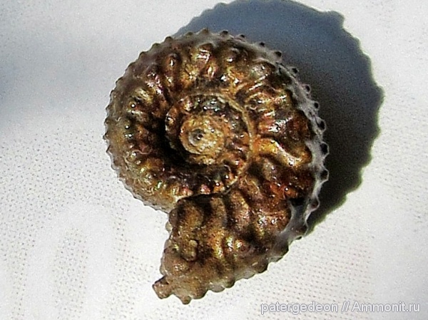 аммониты, Kosmoceras, верхний келловей, Ammonites, Малиновый овраг, Kosmoceras tidmoorense