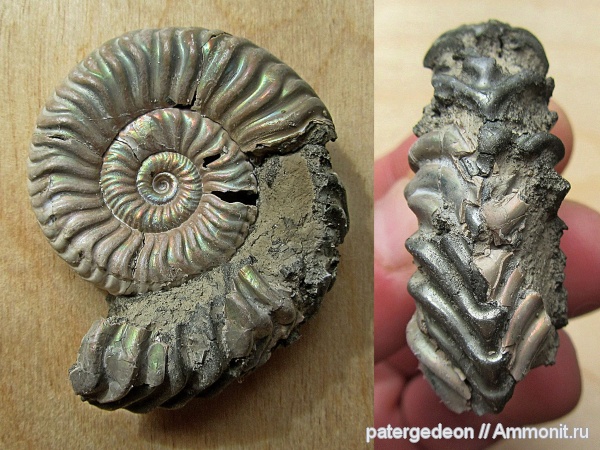 юра, келловей, верхний келловей, Vertumniceras, Callovian, Jurassic, Middle Jurassic